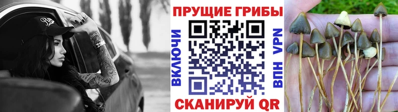 Псилоцибиновые грибы мухоморы  kraken ССЫЛКА  Шуя 